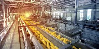 Frozen Vegetable Processing Plant